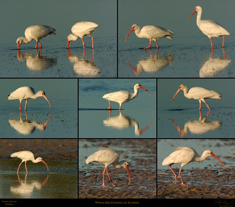 Ibis_Feeding_Sunrise_XXL