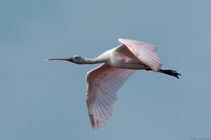 RoseateSpoonbill_Flight_9902