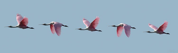 RoseateSpoonbill_Flight_XXL