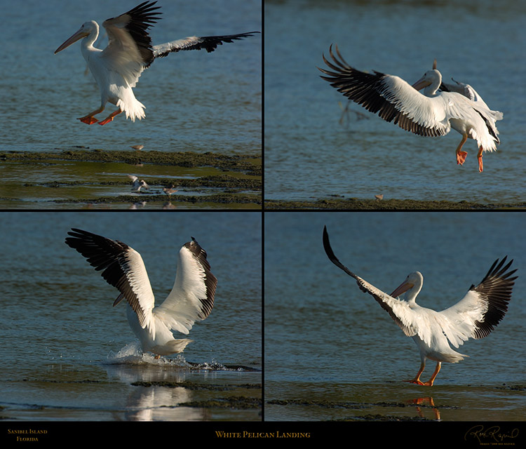 WhitePelican_Landing_XL