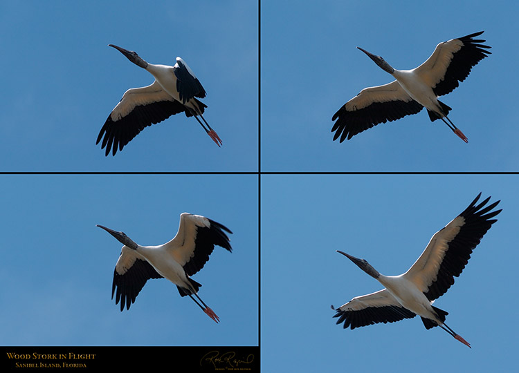 WoodStork_Flight_XL