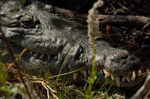florida_Croc_1815