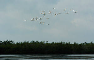 GreatEgret_Flock_1603