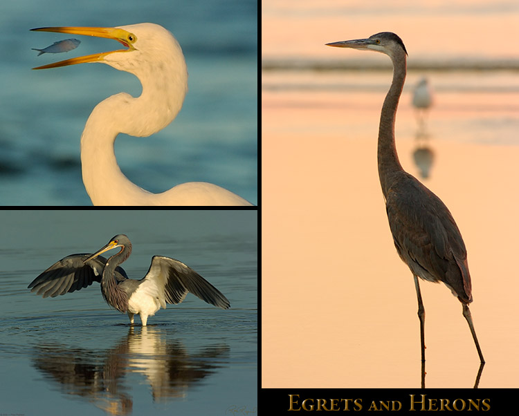 Egrets and Herons