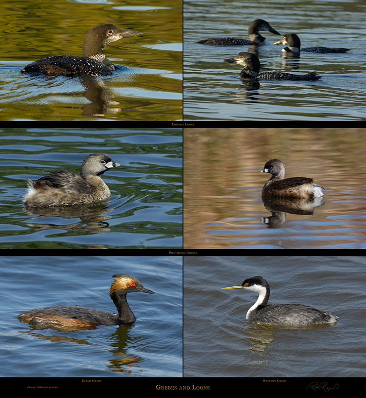 Grebes_and_Loons_s