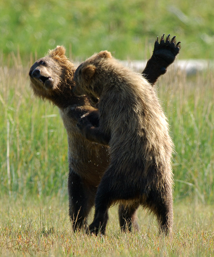 GrizzlyCubs_Playing_X2836