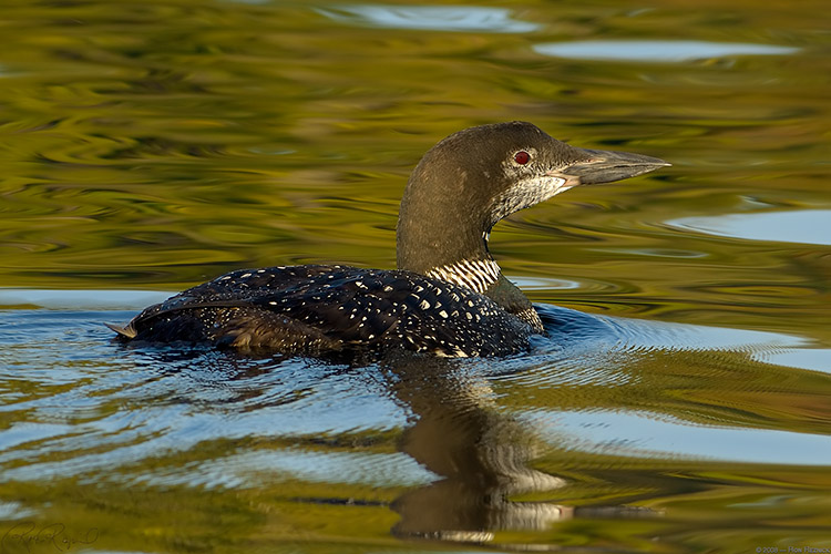 Loon_1912s