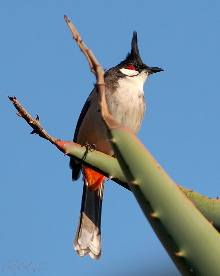 RedWhiskered_Bulbul_2133