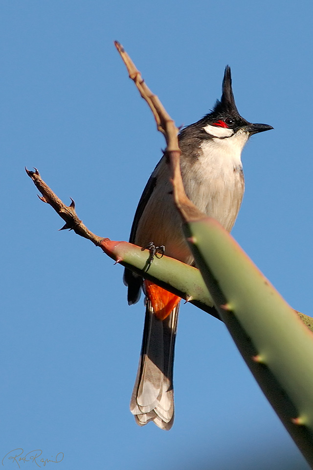 RedWhiskered_Bulbul_2133cs