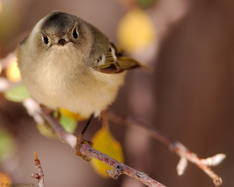 RubyCrowned_Kinglet_1501a