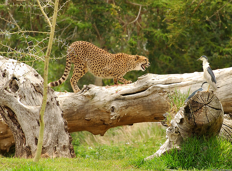 Cheetah_Lunchtime_5348