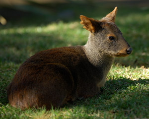 Chilean_Pudu_X8153