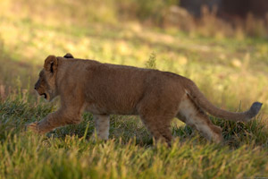 LionCub_HS2136