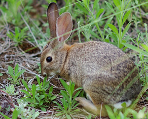 Rabbit_HS6975