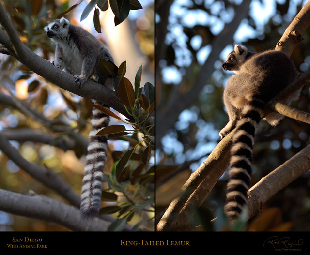 RingTailed_Lemur_HS2192_3933LGsigned