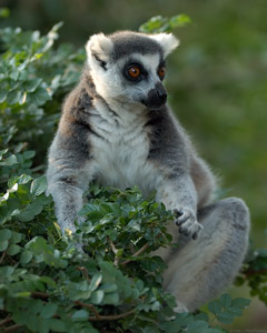 RingTailed_Lemur_X6073