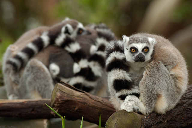 RingTailed_Lemurs_HS0344