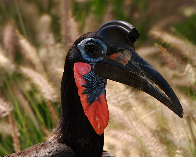 Abyssinian_Ground_Hornbill_3879