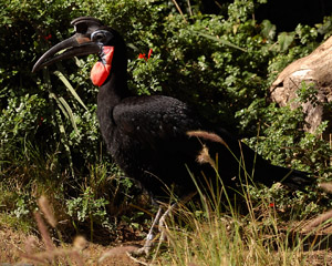 Abyssinian_Ground_Hornbill_HS1485