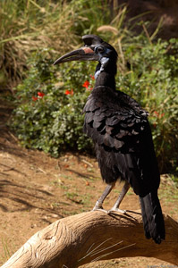 Abyssinian_Ground_Hornbill_HS1538