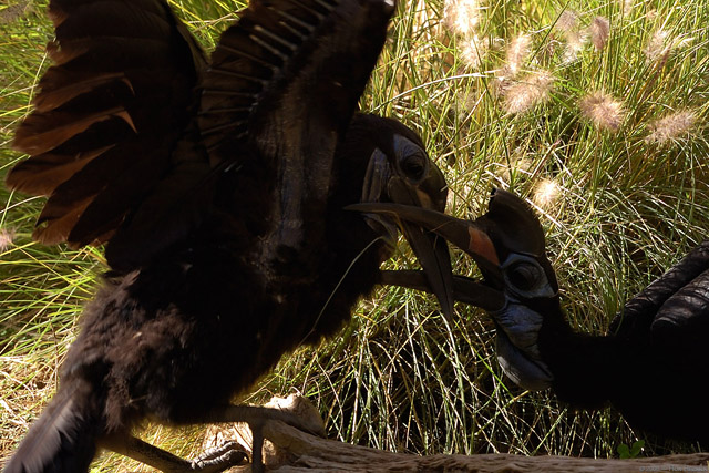 Abyssinian_Ground_Hornbills_HS1515