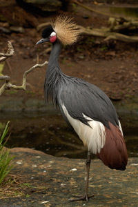 AfricanCrowned_Crane_X1370