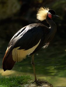 AfricanCrowned_Crane_X8118