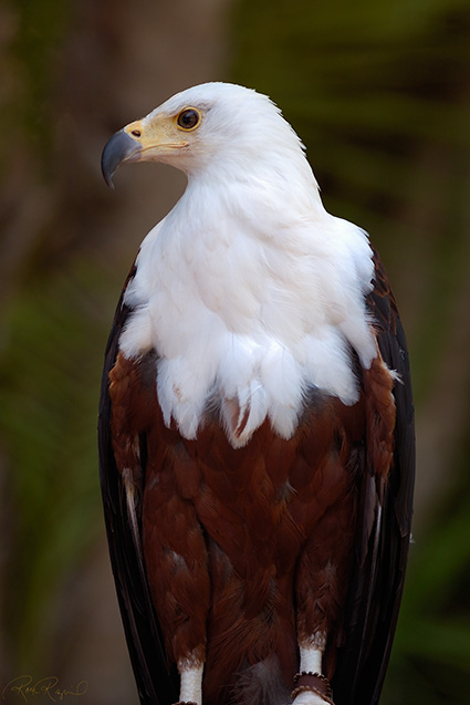 African_FishEagle_HS6374LG