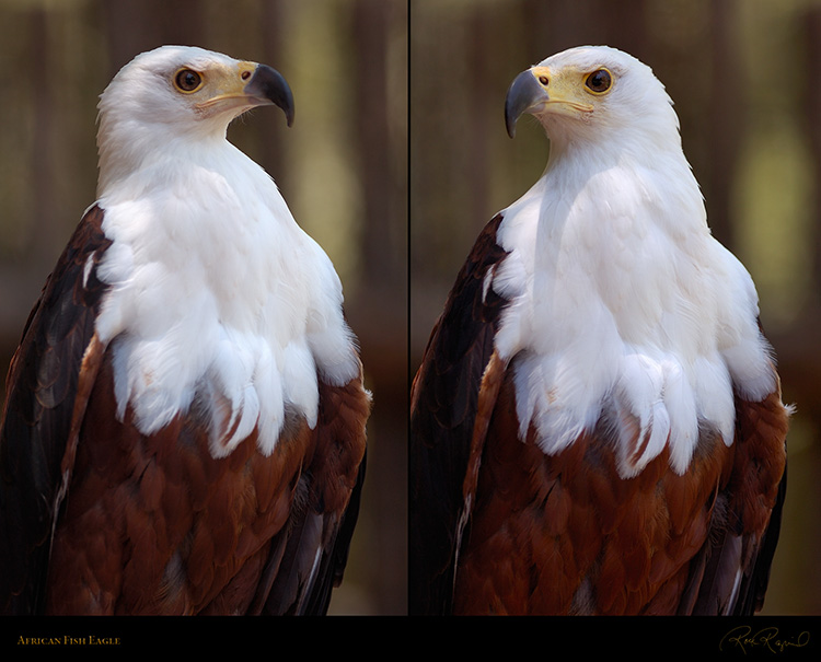 African_FishEagle_HS6455-68_M
