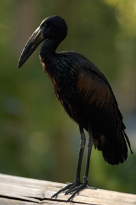 African_Openbilled_Stork_X8640