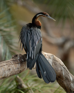 Anhinga_X6102LG