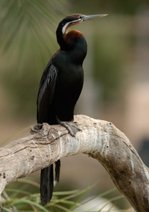 Anhinga_X6137