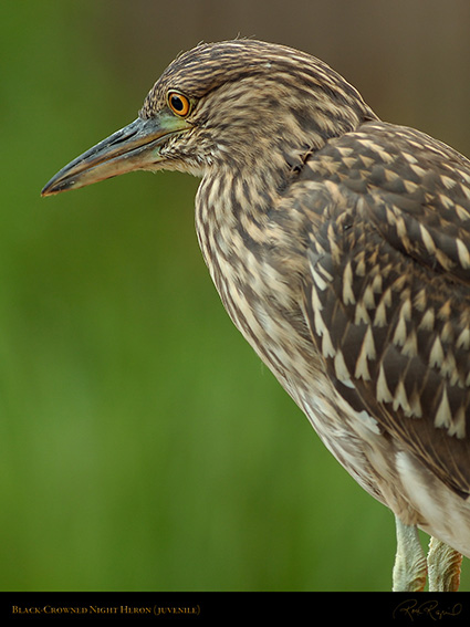 BCN_Heron_Juvenile_HS0377M