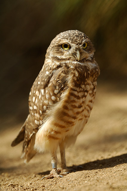 Burrowing_Owl_X5905LG