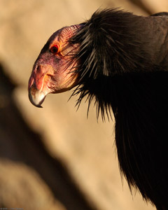 California_Condor_HS1895