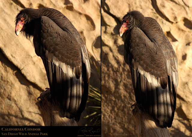 California_Condor_HS1908_19_Msigned