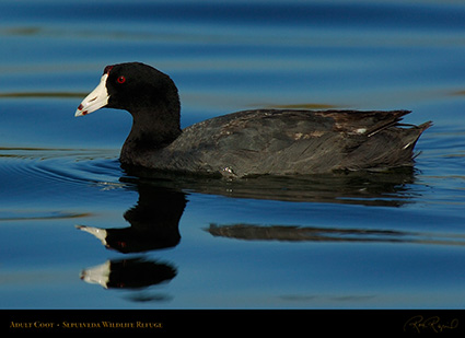 Coot_Adult_6803