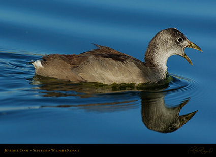 Coot_Juvenile_6751