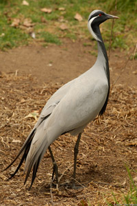 DemoiselleCrane_X1474