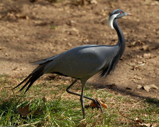 Demoiselle_Crane_X8218