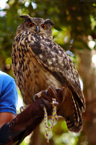 Eagle_Owl_HS5966