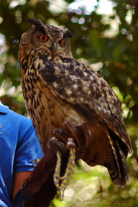 Eagle_Owl_HS5971