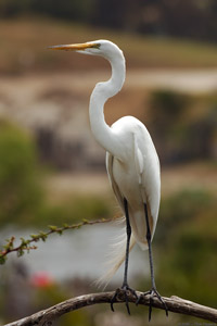 GreatEgret_HS0705