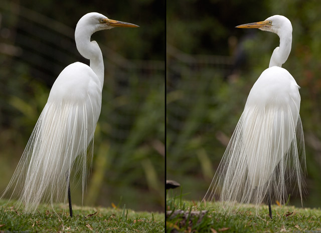 GreatEgret_MatingPlumage_HS0455_72