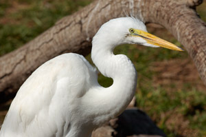 GreatEgret_Portrait_HS0888