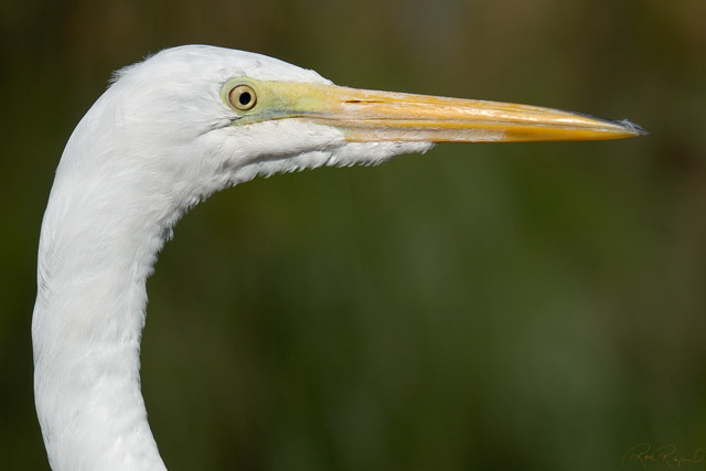 GreatEgret_Portrait_X8426