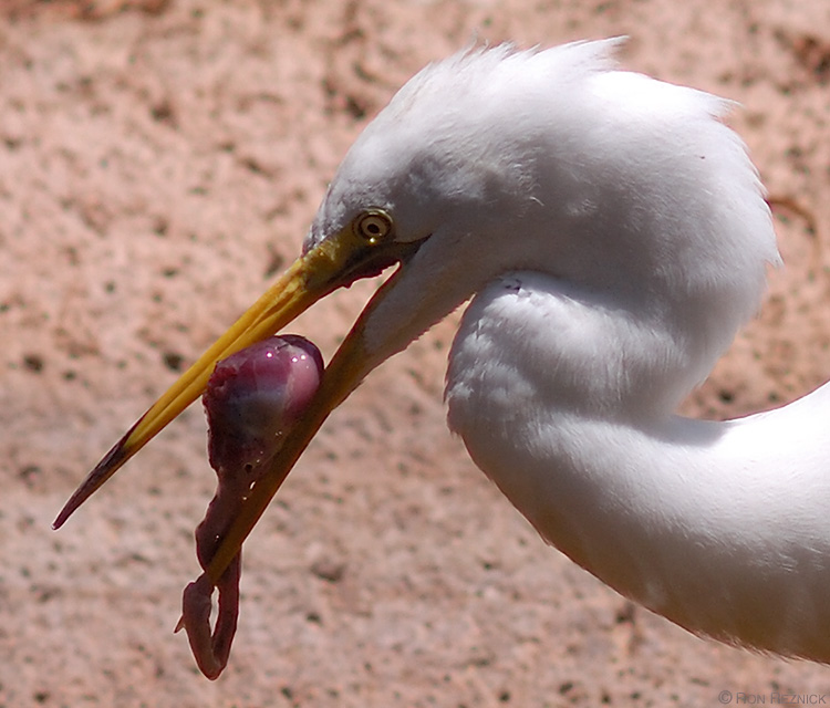 GreatEgret_wPrey_HS6194c