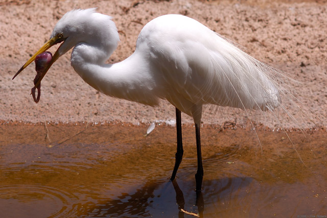 GreatEgret_wPrey_HS6195