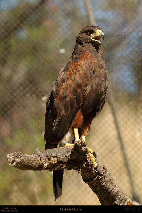 Harris_Hawk_3502LG