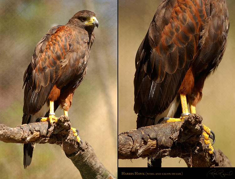 Harris_Hawk_4723_24M